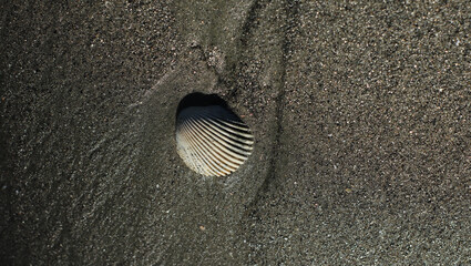 seashell in the sand on the wonderful beach of S&atilde;o Paulo Ubatuba
