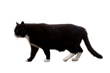 A walking black cat. Transparent background.
