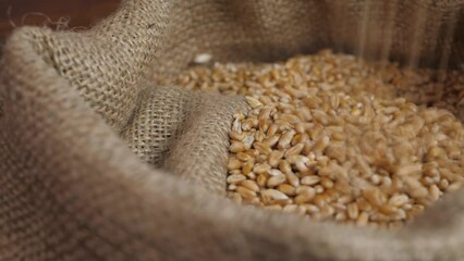 Raw dry wheat falls in sack at grain warehouse after harvest agricultural activity