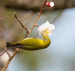Warbling White-Eye in Cherry Blossoms in Japan
