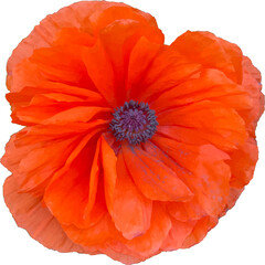 Bright red poppy flower head. Top view illustration.