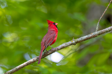 The northern cardinal (Cardinalis cardinalis). Male in spring during  bird courtship sitting on a branch tree