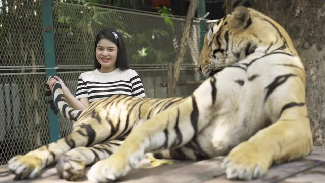 Portrait of Asian woman with a tiger in zoo, danger animal. People lifestyle.