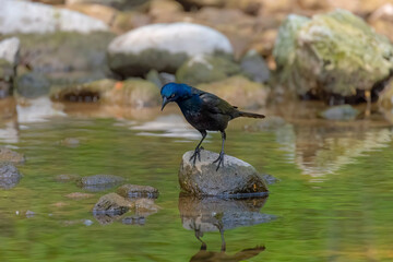 The common grackle (Quiscalus quiscula)  looking for food for the young in shallow water in a creek