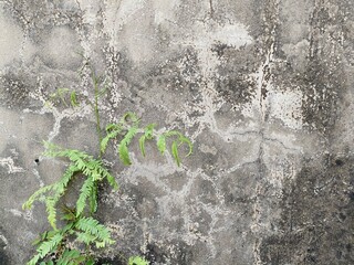 green moss on the wall