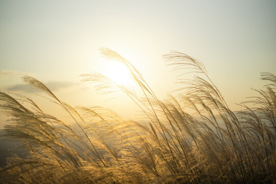 รูปภาพAwn – เลือกดูภาพถ่ายสต็อก เวกเตอร์ และวิดีโอ35,202 | Adobe Stock