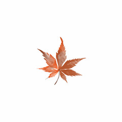 watercolor red maple leaf vector design