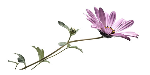 A single pink, light purple daisy flower on white background. Generative AI.