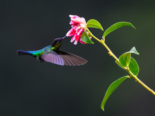 Fiery-throated Hummingbird in flight feeding on pink flower against green background