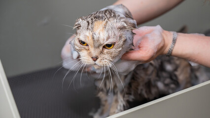 Woman shampooing a tabby gray cat in a grooming salon. 