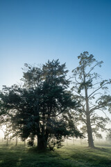 Sunny sunrise in the countryside of Uruguay