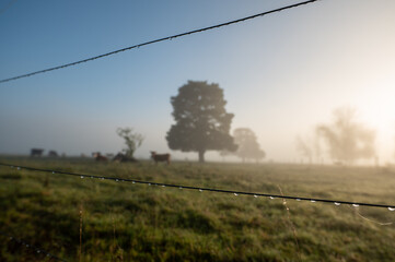 Sunny sunrise in the countryside of Uruguay