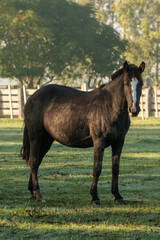 Criollo horses in the countryside of Uruguay.