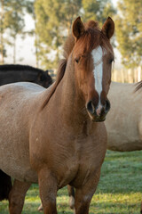 Obraz premium Criollo horses in the countryside of Uruguay.