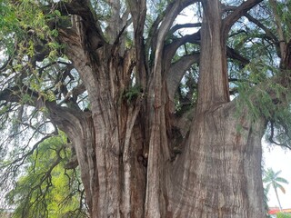 El Tule (Árbol del Tule) in Oaxaca, Mexico