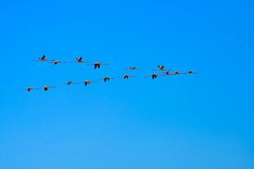 Flock of flamingos flying in formation