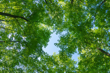 Rattlesnake Point Conservation Area is biosphere Reserve. Green trees look up. Contain unique and diverse natural environment at towering cliffs. Countryside greenery far from Toronto.