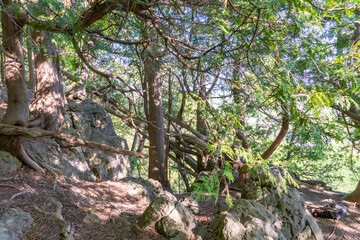 Rattlesnake Point Conservation Area. Home to a unique ecosystem with unique geological and...