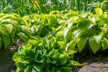 Fototapeta na wymiar Fragrant plantain lily or Hosta in Rosetta McClain Gardens, public garden located in Scarborough, Ontario, Canada. Scarborough Bluffs area. Popular spot for photography and enjoying nature.