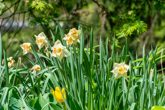Wild daffodil or Narcissus Easter Bonnet in Rosetta McClain Gardens, public garden located in Scarborough, Ontario, Canada. Scarborough Bluffs area. Popular spot for photography and enjoying nature.