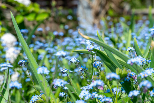 Wood Forget-me-not flower blooming at spring in Rosetta McClain Gardens, public garden located in Scarborough, Ontario, Canada. Popular spot for photography.