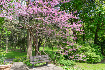 Rosetta McClain Gardens bench under shade made of Eastern Red tree or Judas Tree. Surrounded by...