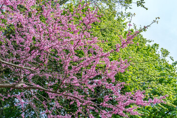 Rosetta McClain Gardens Eastern Redbud tree or Judas Tree. Surrounded by garden pines and firs. Picturesque public garden located in Scarborough, Ontario, Canada. Scarborough Bluffs area.