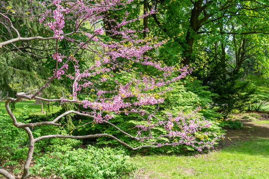 Rosetta McClain Gardens Eastern Redbud tree or Judas Tree. Surrounded by garden pines and firs. Picturesque public garden located in Scarborough, Ontario, Canada. Scarborough Bluffs area.