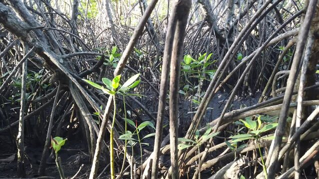 The pointed seeds of the mangrove sprout between the roots of the shrubs.