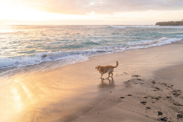 Horizontal image of a golden retriever dog playing on the shore of the beach on a summer day. 