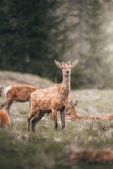 dolomiti dear.