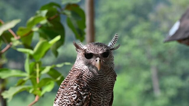 The buffy fish owl, Ketupa ketupu, also known as the Malay fish owl, is a fish owl in the family Strigidae.