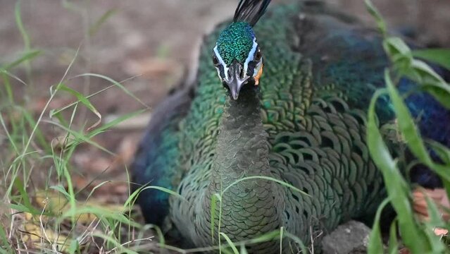 Peacock in the forest, The green peafowl, Pavo muticus is a peafowl species native to the tropical forests of Indonesia