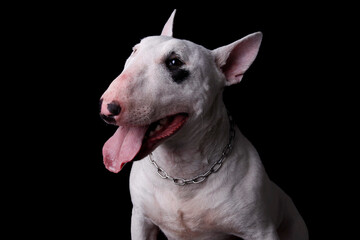 White Bull Terrier, powerful profile against black background. Perfect for shooter stock, Adobe Stock. Commercial use, advertising, high resolution. Boost sales with this captivating image.
