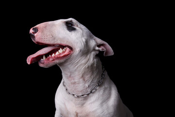 Obraz premium White Bull Terrier, powerful profile against black background. Perfect for shooter stock, Adobe Stock. Commercial use, advertising, high resolution. Boost sales with this captivating image.