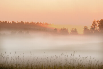 Thick summer mist over a field at dawn, Northern Europe