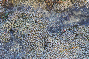 Beautiful coral on the beach 