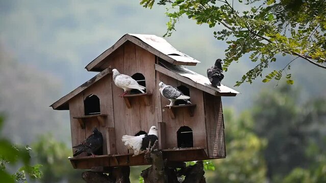 A flock of doves, Columba livia domestica in their nest