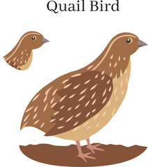 quail bird vector 
