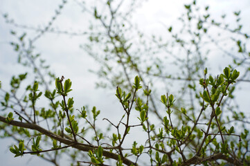 曇り空と小枝から芽吹く新芽