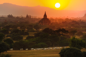 Herds of cattle return home in the background of  TEMPLES OF BAGAN, MYANMAR during sunset