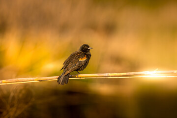 red winged blackbird