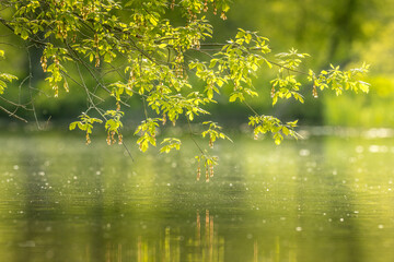 leaves reflecting in the water