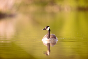 goose on the water