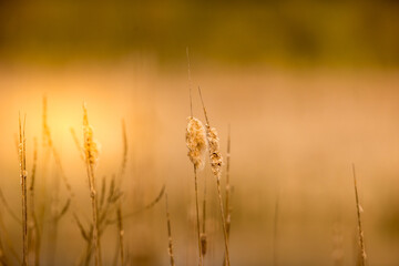 reeds in the morning
