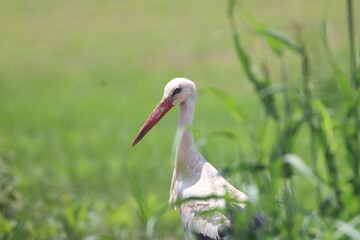stork in the grass