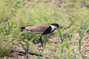 country goose on the beach