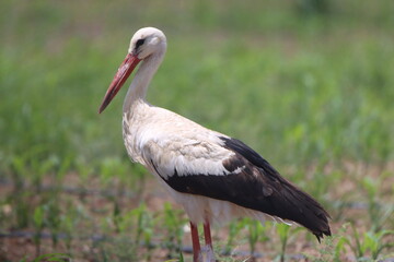 yellow billed stork