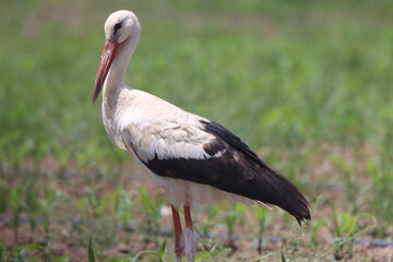 yellow billed stork