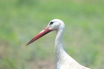 Stork in the forest 